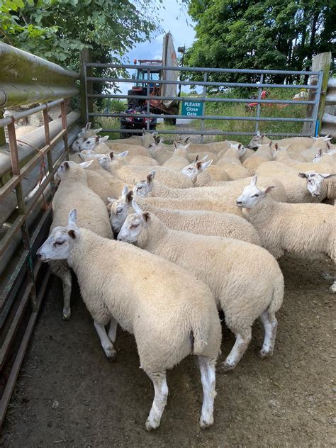 50 Outstanding Texel x Ewe Lambs Livestock Sales- Willie Paterson Livestock