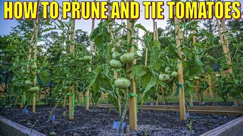 How To Stake Prune And Tie Tomatoes Single Stem Pruning Method