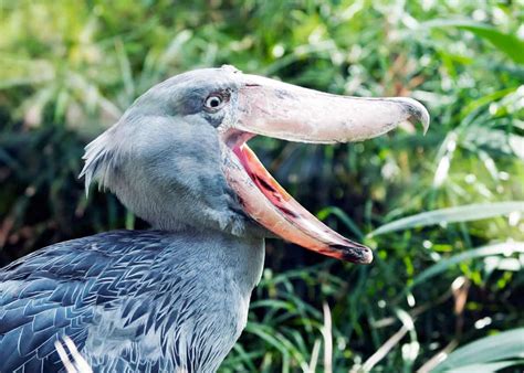 38 Shoebill Stork Facts Yes Theyre Real Balaeniceps Rex