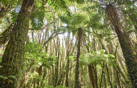 New Zealand South Island Westland National Park Rain Forest Stock Photo