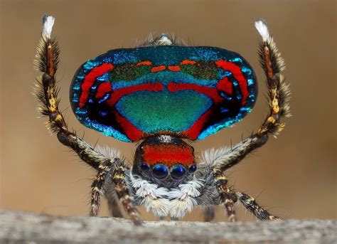 Australian Peacock Spiders Sydney Biologist Discovers Seven New Species Of The Cute And
