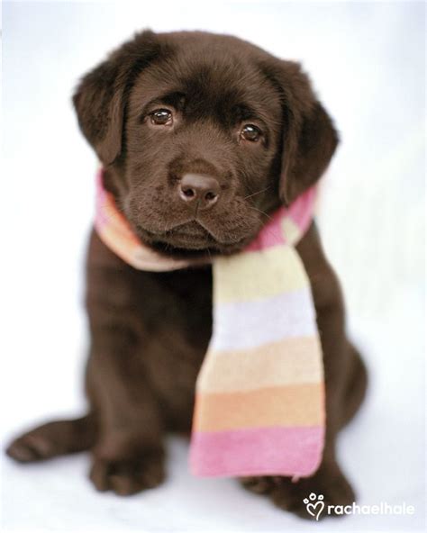 Pin By Collette Martin On Kitties And Woofers ️ Puppies Chocolate Lab