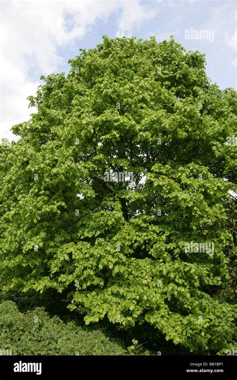 Common Lime Tree Tilia Vulgaris Tiliaceae Stock Photo Alamy