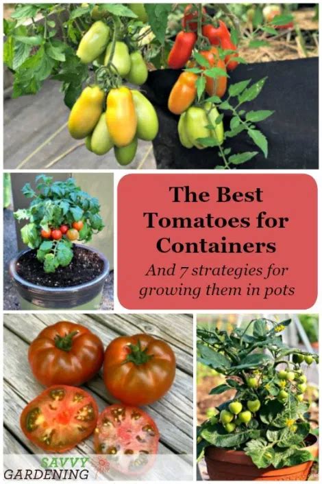 The Best Tomatoes For Containers And Tips For Growing Big Yields