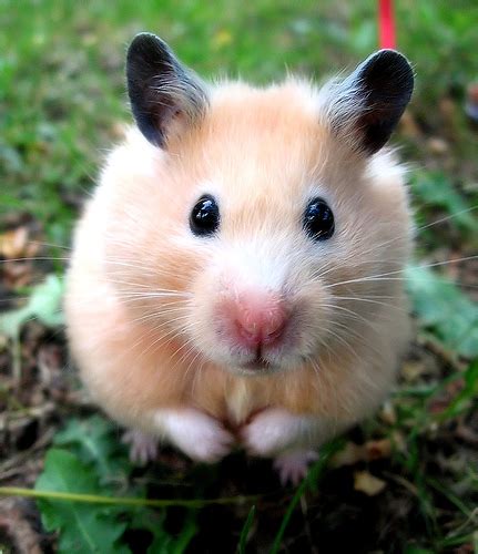 Cute And Sweet Hamster Photos Funny And Cute Animals