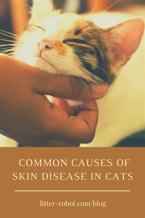 Common Causes Of Skin Disease In Cats Litter Robot Blog