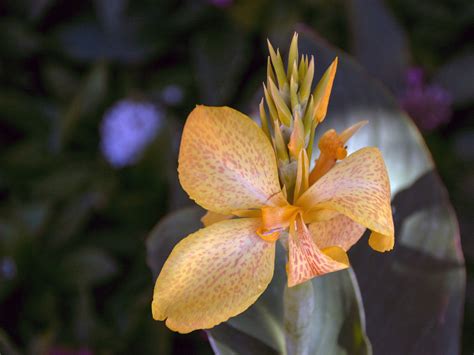 Orange Lily Flower Free Stock Photo Public Domain Pictures
