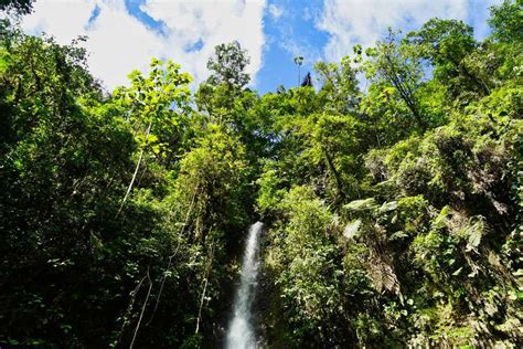 Der amazonas regenwald der amazonas regenwald ist der größte tropische regenwald der erde. ᐅ Der Amazonas Regenwald - Alles was du wissen musst ...