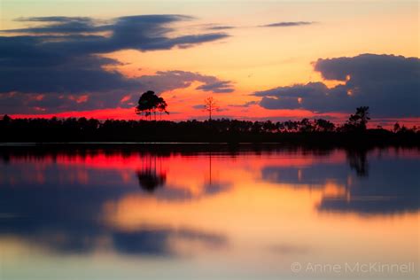 Pine Glades Sunset Anne Mckinnell Photography