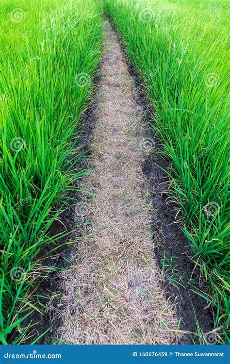 Green Rice Fields With A Path In The Middle Asian Stock Image Image