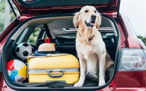 Tips For Traveling With Dogs In A Rental Car Love And Kisses Pet