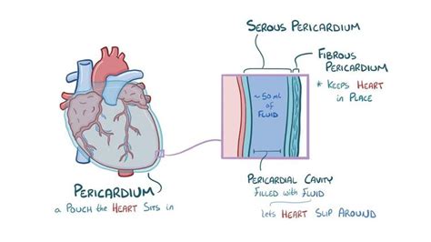 Pericarditis And Pericardial Effusion Video Osmosis