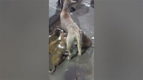Dog Breast Feeding Shorts Youtube