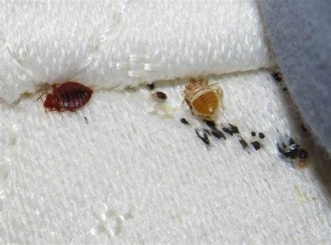 How To Tell If You Have Bed Bugs Early Warning Signs Bug Lord