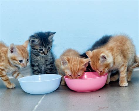 Foster Care Guide On Kitten Feeding Uk Pets