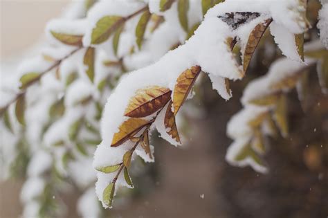 Free Images Tree Nature Branch Blossom Snow Winter White Leaf