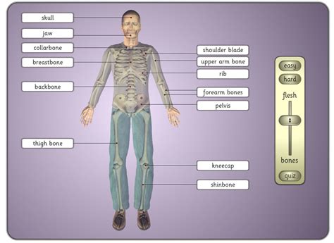 Main bones, joints and muscles of the body: Freeware Windows and OSX activity in which the major bones ...
