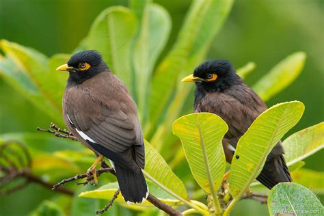 Two Common Mynas In Tree Maui Hawai I Living Wilderness Nature