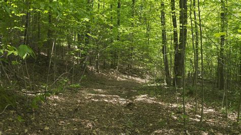 East Tennessee Unrestricted Wooded Land For Sale