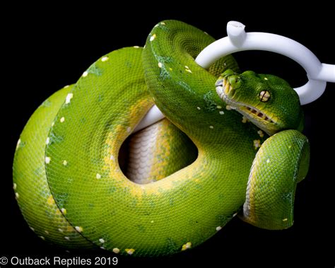 Jayapura Green Tree Python Traits Morphpedia