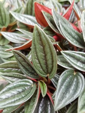 Also called the emerald ripple radiator plant, this attractive radiator plant has glossy green leaves with peperomia propagation is usually done by stem cuttings or leaf cuttings in springtime or early summer. Rosso Peperomia - Houseplants from Studley's