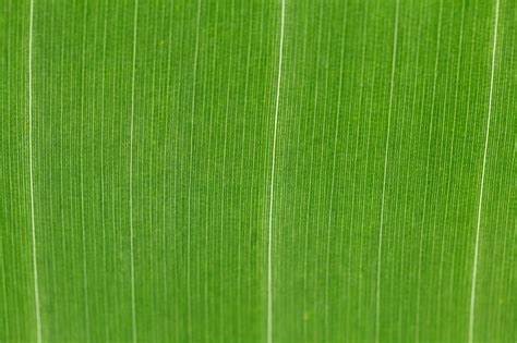 Green Leaf Pattern Free Stock Photo Public Domain Pictures