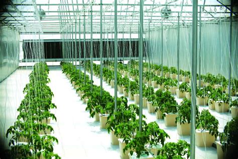 9 Tips To Maximize Your Greenhouse Vegetable Market Potential