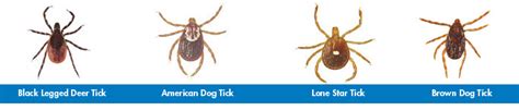 We excel on anticipating our client's needs as well as delivering results which exceed client. Types of Ticks in New Jersey | Tick Identification in ...