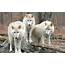 White Wolf  Breathtaking Photos Of Wolves In The Woods During