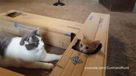 Cardboard Cat Box Maze Youtube
