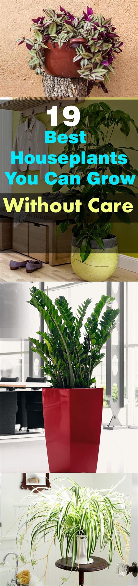 19 Easiest Houseplants You Can Grow Without Care Balcony Garden Web