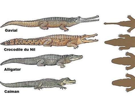 The Differences Between A Crocodile A Caiman And An Alligator