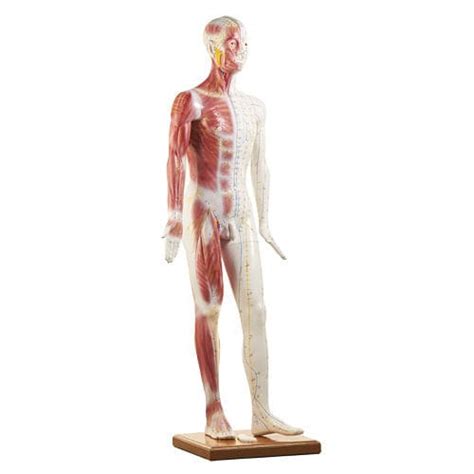 Modello Anatomico Muscolare H131300 HeineScientific Di Corpo