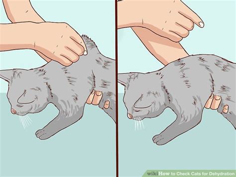how to check cats for dehydration 12 steps with pictures