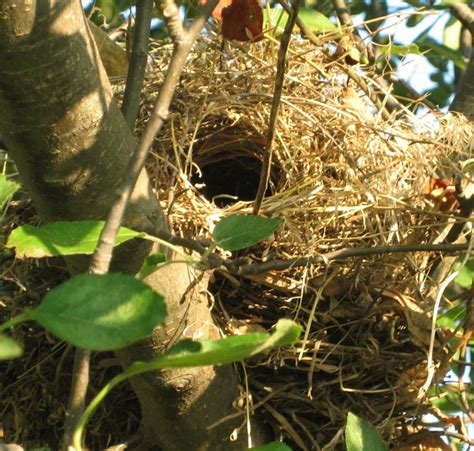 Nest Identification Erofound