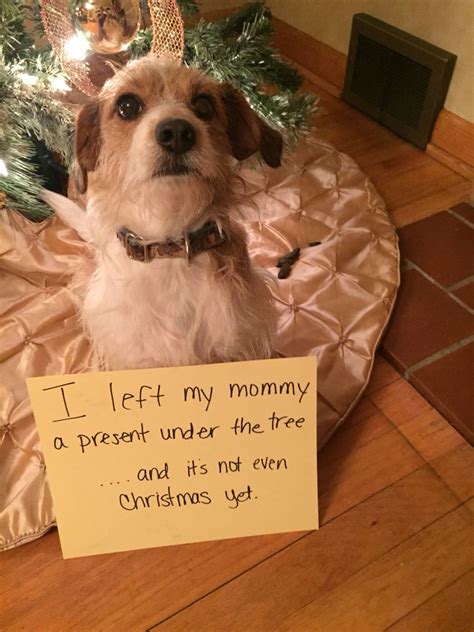 Holiday Dog Shaming At Its Best Hes Lucky Hes Cute