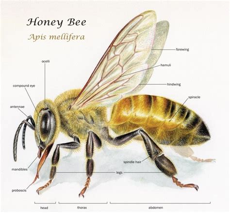 Biology The Honey Bee
