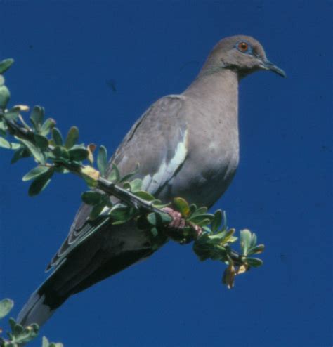 White Winged Dove The Texas Breeding Bird Atlas