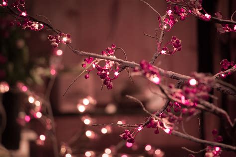 Free Images Branch Light Plant Night Flower Petal Pink