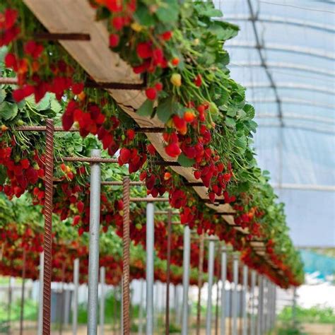 Where to buy edible flowers near me. Growing strawberries indoors, #gardensucculentindoor # ...