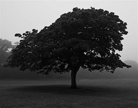 Sad Tree Sad Tree Magdalen Green Photography Flickr