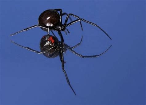 Black Widow Spider Identification Owlcation