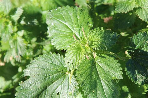 L'ortica è una pianta molto conosciuta per la sua caratteristica di bruciare ed incutere prurito al contatto con la pelle degli uomini e degli animali. collettivocontorti: L'ORTICA: BIOFERTILIZZANTE PER L'ORTO ...