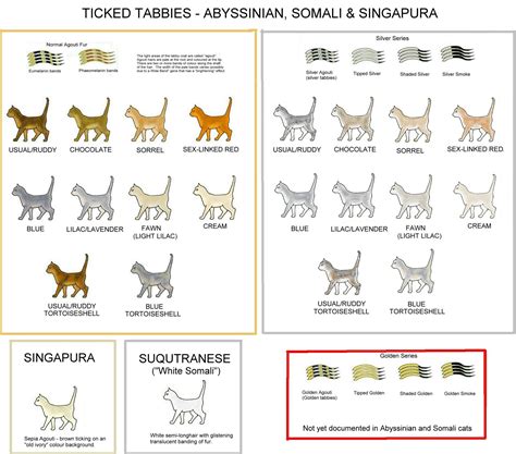 STRIPED, SPOTTED AND TICKED CATS | Abyssinian cats, Cat colors, Cat