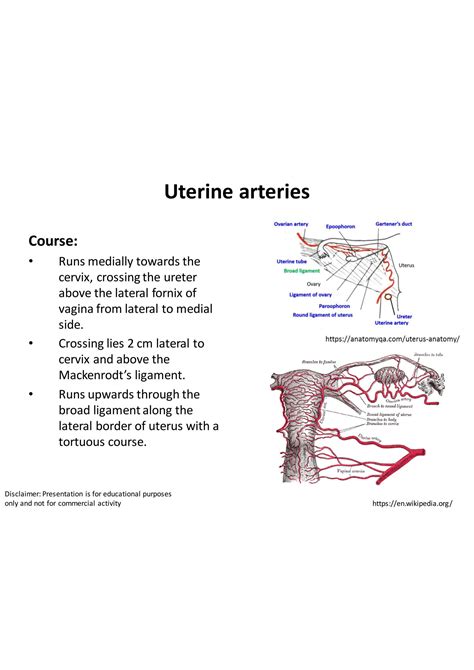 Solution Arterial Supply Of Uterus Anatomy Studypool