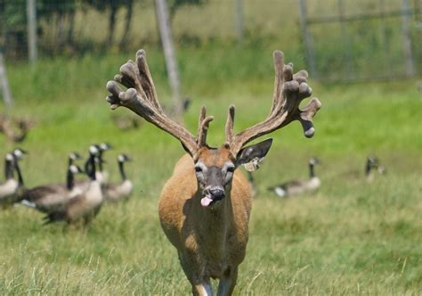 A Taylor County deer farm will be the largest in Wisconsin to be
