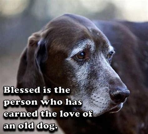 Blessed Is The Person Who Has Earned The Love Of An Old Dog Dogs