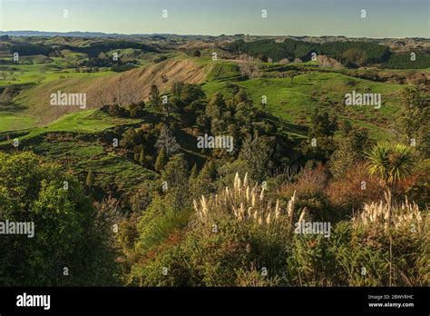 New Zealand Rolling Green Hills Hi Res Stock Photography And Images Alamy