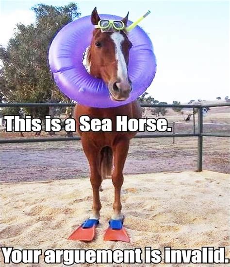 20 Really Funny Horse Memes Laughtard