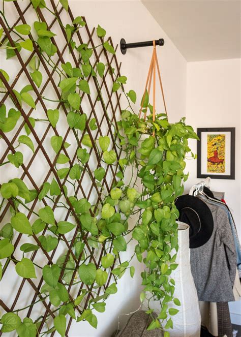 Diy Plant Wall For Under 100 Indoor Plant Wall Plant Decor Indoor